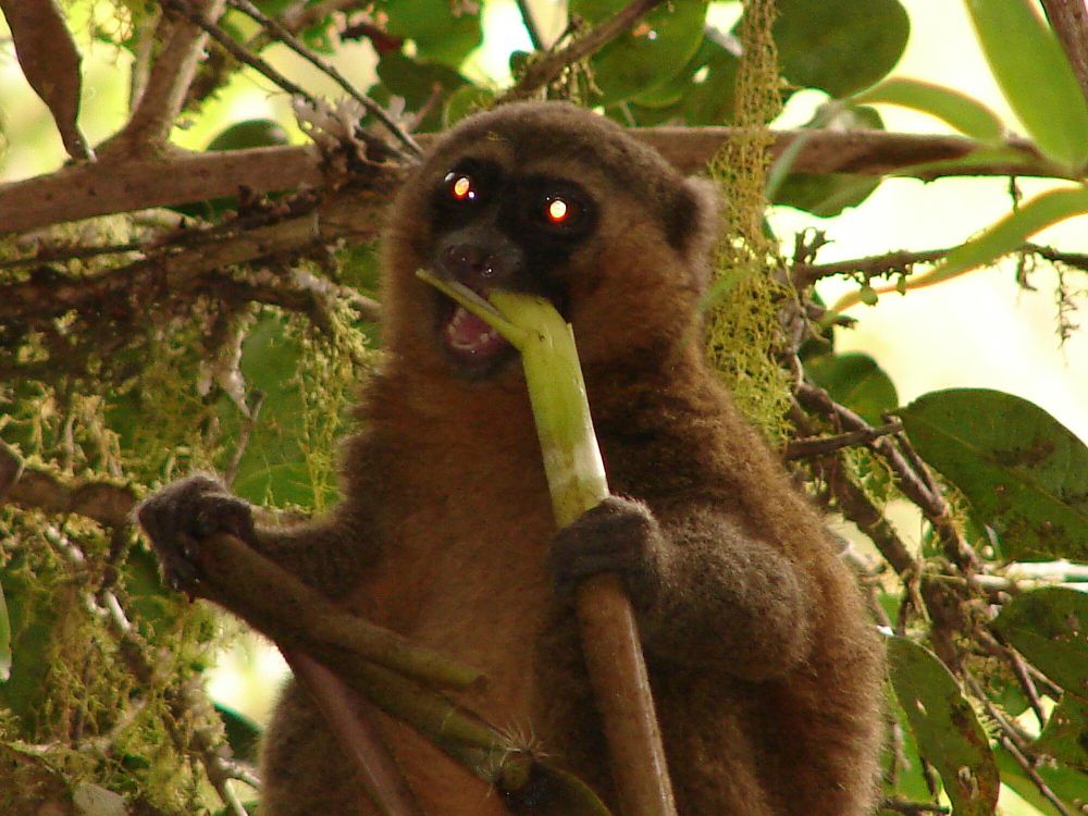 6 Fakta Lemur Bambu Emas, Makan 500 gram Bambu Tiap Hari!