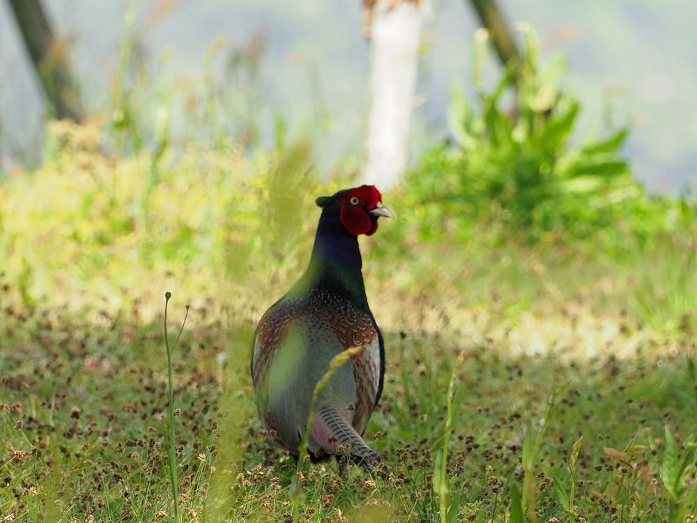 6 Fakta Menarik Pegar Hijau, Burung Nasional Jepang yang Indah!