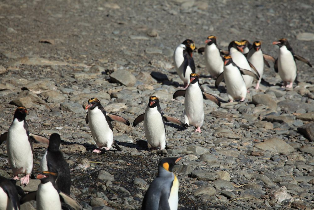 7 Fakta Penguin Makaroni, Beberapa Melakukan Perceraian, Lho!