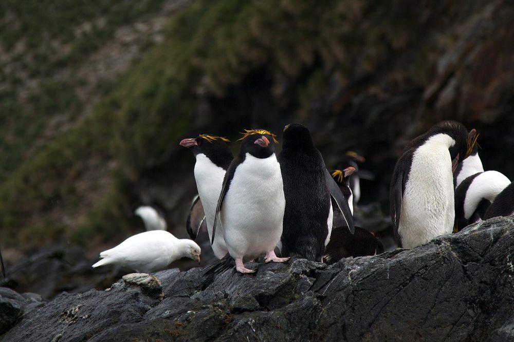 7 Fakta Penguin Makaroni, Beberapa Melakukan Perceraian, Lho!