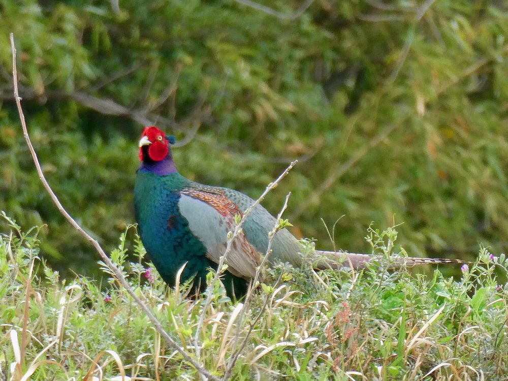 6 Fakta Menarik Pegar Hijau, Burung Nasional Jepang yang Indah!