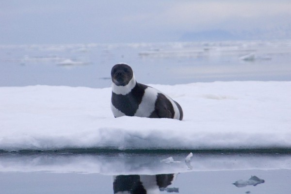 7 Fakta Anjing Laut Pita, Punya Masa Kehamilan yang Cukup Lama