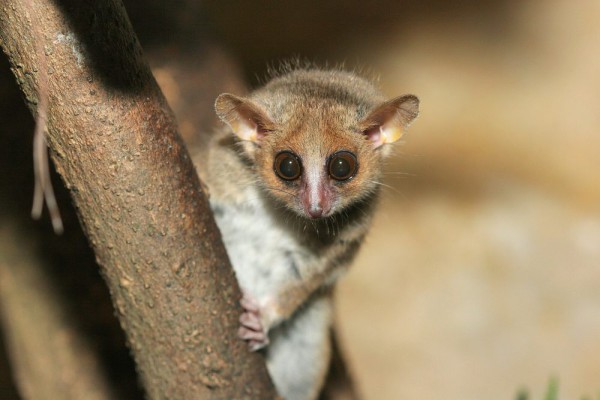 7 Fakta Menarik Tikus Lemur Abu-abu, Berkomunikasi Melalui Siulan