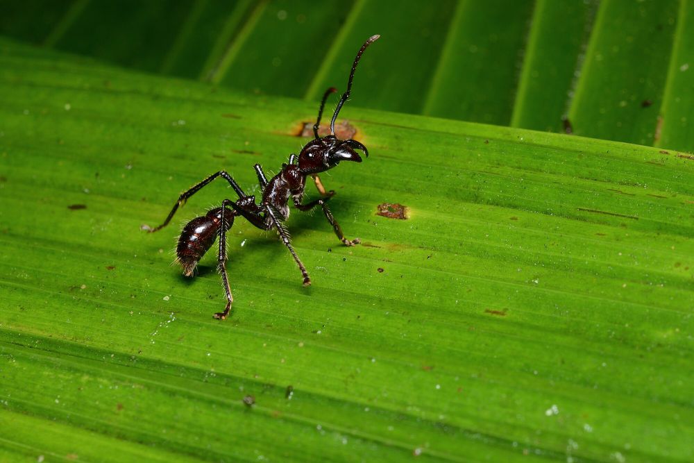 7 Fakta Unik Semut Peluru, Miliki Sengatan Sangat Menyakitkan! 
