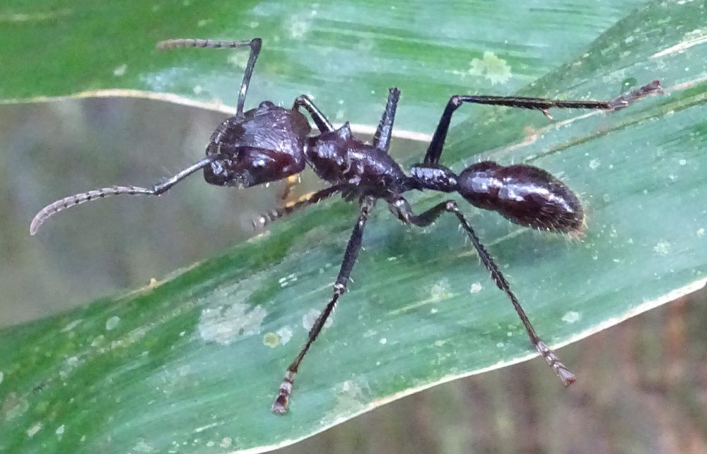 7 Fakta Unik Semut Peluru, Miliki Sengatan Sangat Menyakitkan! 