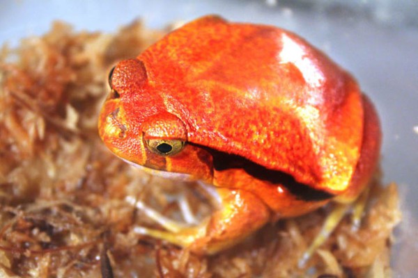 6 Fakta Katak Tomat, Berhati-hatilah sebab Mereka Beracun! 