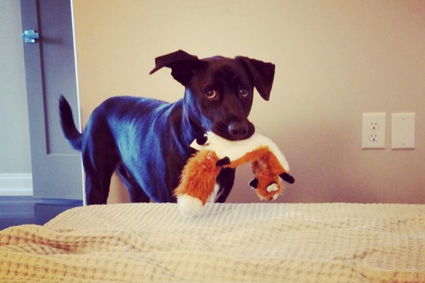 10 Ekspresi Kocak Anjing saat Merusak Mainan dan Boneka