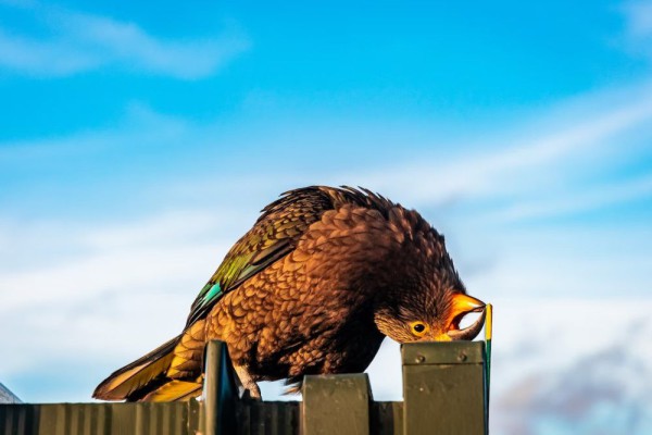 12 Burung Terunik Australia, Ada yang Hobi Mencuri Makanan Pendaki!