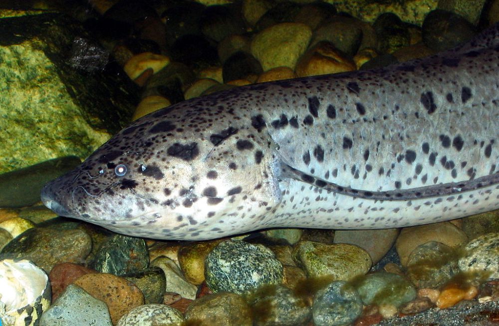 6 Fakta Lungfish Afrika Barat, Ikan Dapat Hidup di Darat?