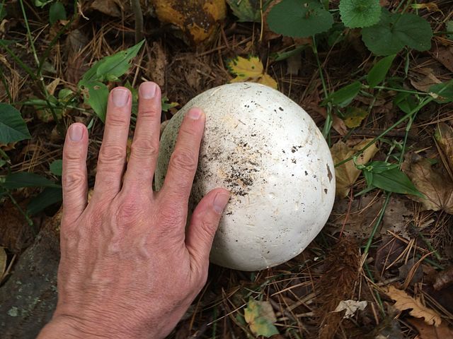 Mirip Bola Sepak, Ini 9 Fakta Menarik Giant Puffball