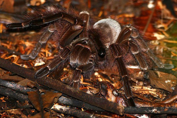 5 Fakta Menarik Goliath Birdeater, Spesies Laba-laba Terbesar di Dunia