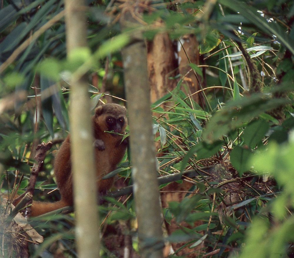 6 Fakta Lemur Bambu Emas, Makan 500 gram Bambu Tiap Hari!