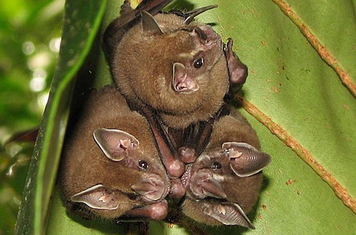 5 Fakta Unik Ipanema Bat, Kelelawar Sering Bermigrasi!