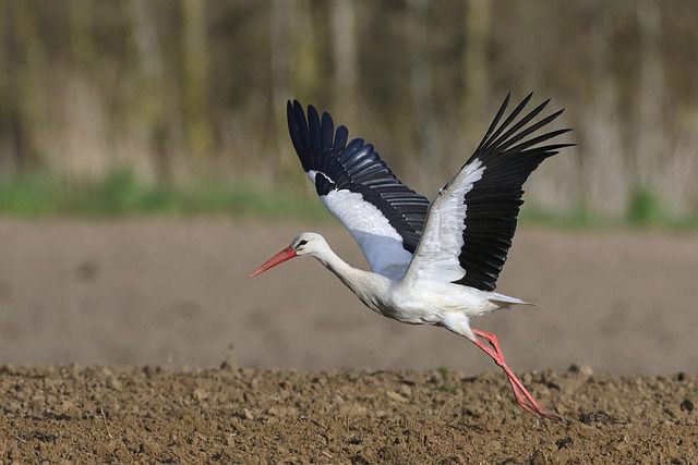 6 Fakta White Stork, Burung Bangau Putih Berumur Panjang!