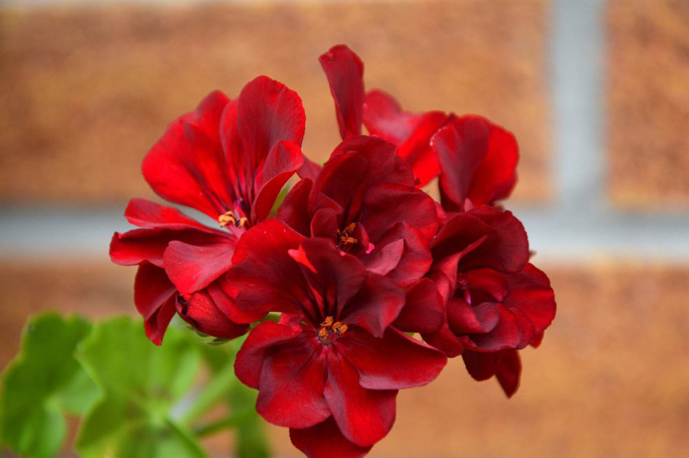 Bunga Geranium