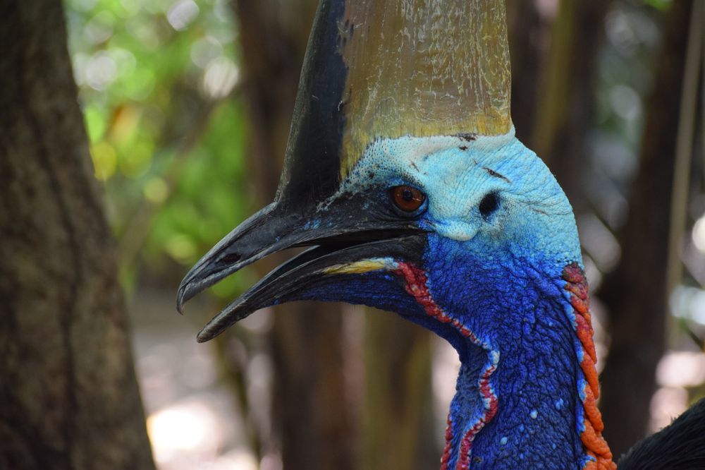 5 Fakta Menakjubkan Kasuari, Burung Paling Mematikan di Dunia