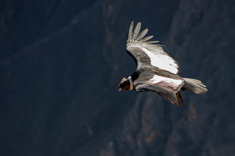 8 Fakta Unik Kondor Andes, Burung Pemangsa Terbesar di Dunia!