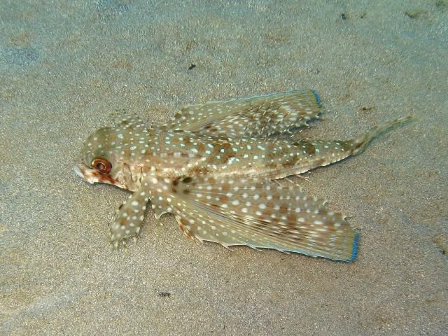 5 Fakta Menarik Ikan Terbang Gurnard, Ikan Cantik yang Bisa Berjalan!