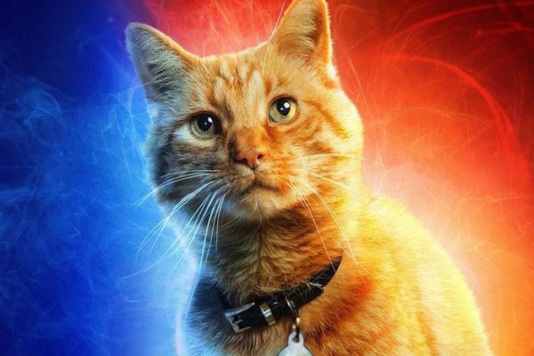 10 Fakta Menarik Flerken, Sahabat Captain Marvel yang Menggemaskan