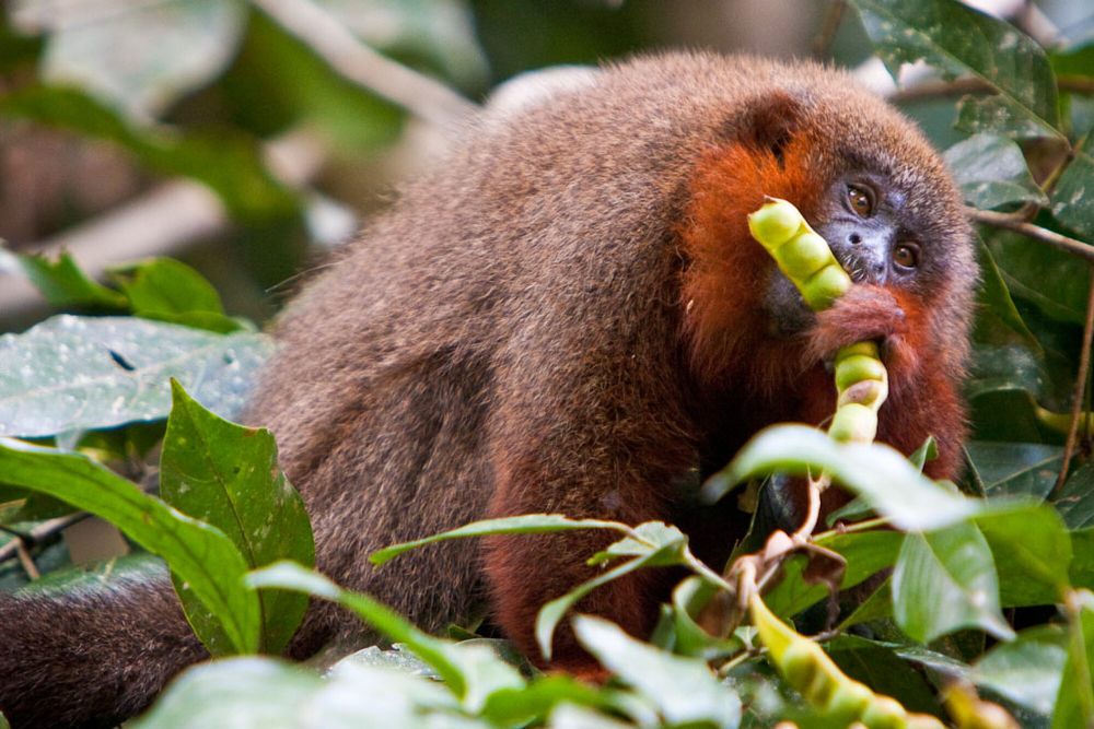 6 Fakta Unik Monyet Titi, Bisa Merasakan Cemburu dan Stres