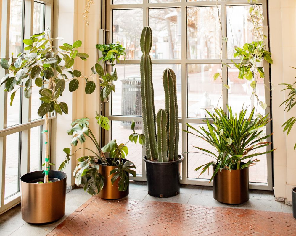 7 Inspirasi Kaktus sebagai Dekorasi Interior Alami, Eksotis!