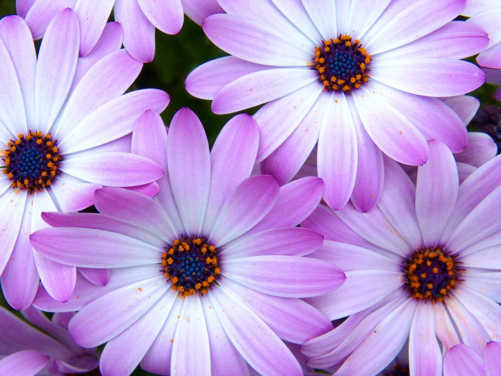 13 Fakta Unik Bunga Daisy Jarang Diketahui, Bisa Dikonsumsi!