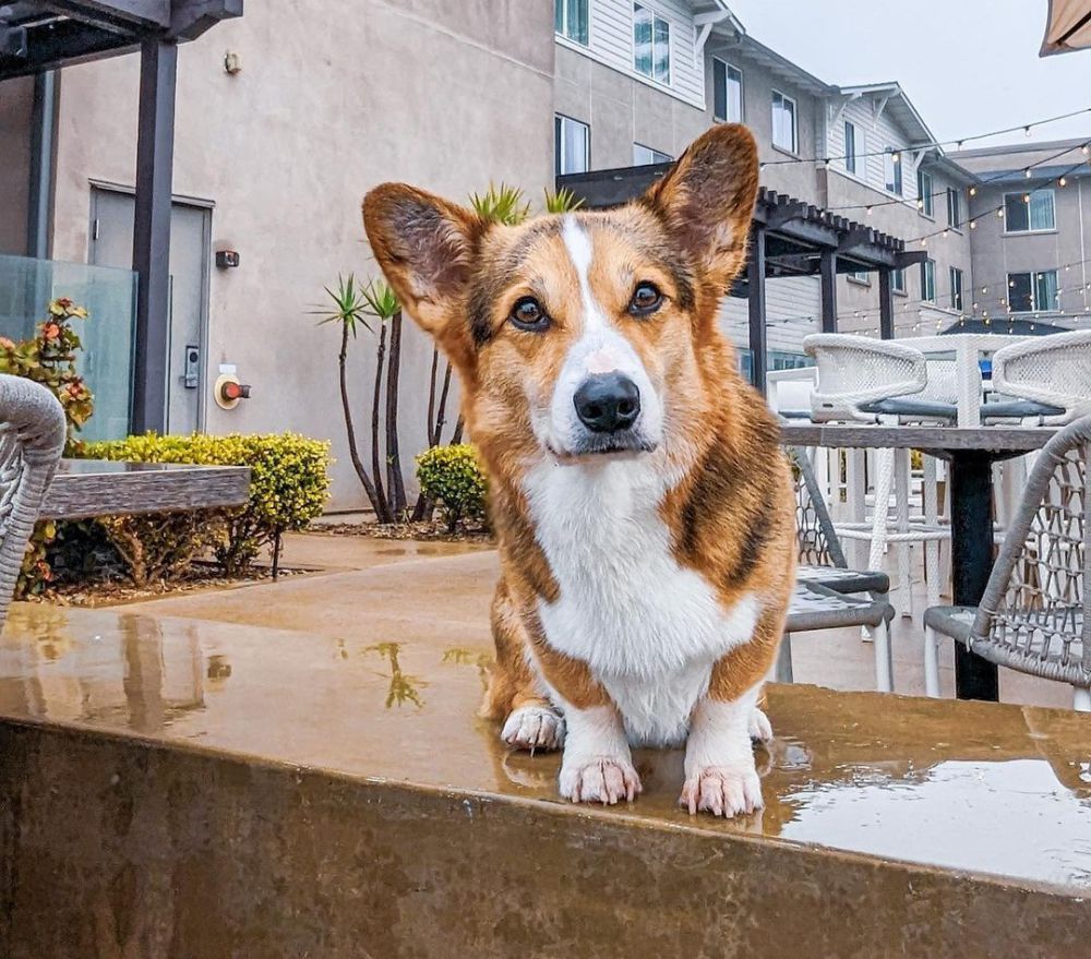 7 Akun Instagram Anjing, Followernya Hingga Jutaan