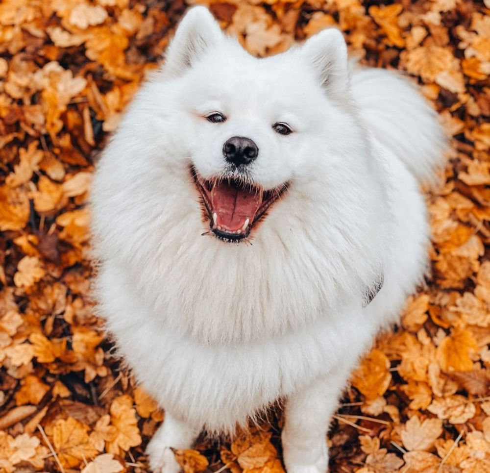 7 Akun Instagram Anjing, Followernya Hingga Jutaan