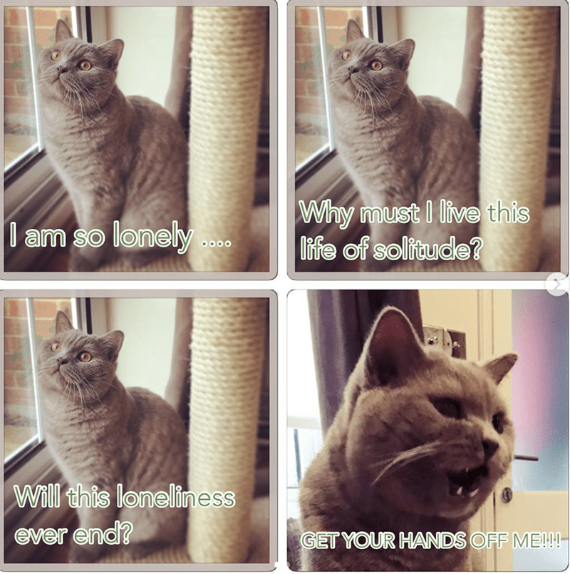 13 Meme Kucing yang Pas Buat Si Introvert, Bikin Kamu Relate!