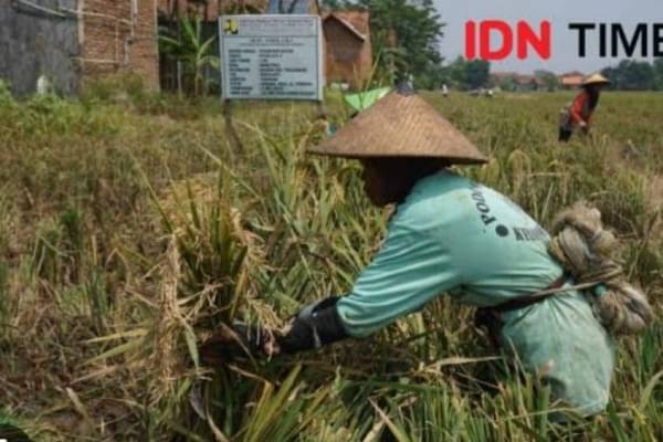 Dampak El Nino, 231 Hektare Sawah Di Banten Gagal Panen