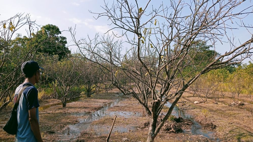 Asa Petani Jeruk Pamelo Magetan Melawan Kemarau Panjang