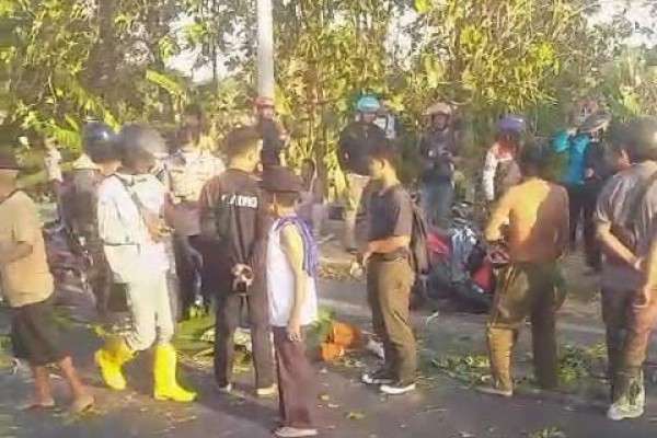 Pemotor Di Madiun Tewas Tertimpa Pohon Tumbang