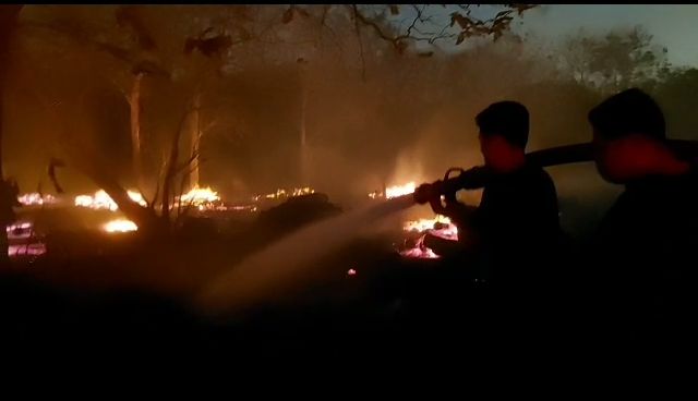Kayu Milik Perhutani di Banjarejo Ngawi Terbakar