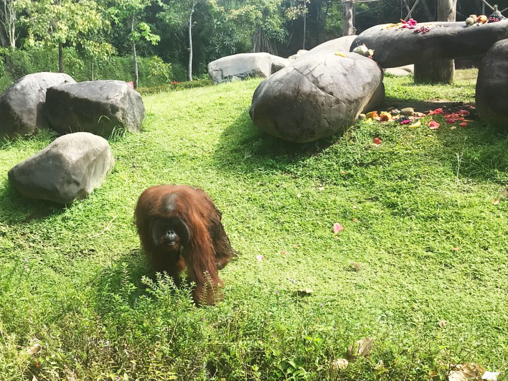 10 Kebun Binatang dan Penangkaran Satwa Langka di Bali