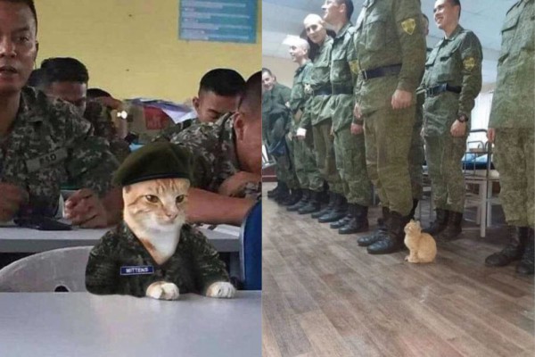 8 Foto Lucu Kucing Militer, Akrab Banget sama Tentara dan Senjata!