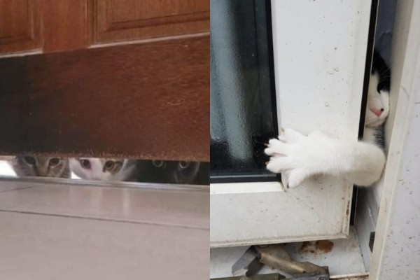 7 Potret Lucu Kucing Mengintip dari Balik Pintu, Kepo, ih!