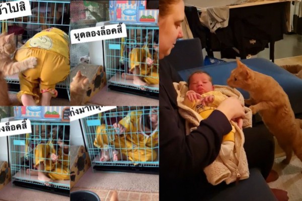 9 Foto Lucu Kucing Oren Bareng Bayi dan Anak Kecil, Tetap Barbar?