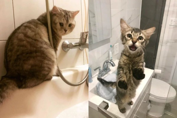 7 Foto Lucu Kucing di Shower Box, Bengong doang sampai Ikut Mandi