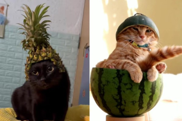 7 Foto Lucu Kucing Pakai Topi Buah, Ada yang Mirip Raja Julien!