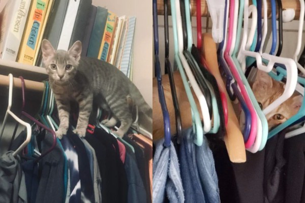 7 Potret Kucing di Dekat Gantungan Baju, Main Petak Umpet?