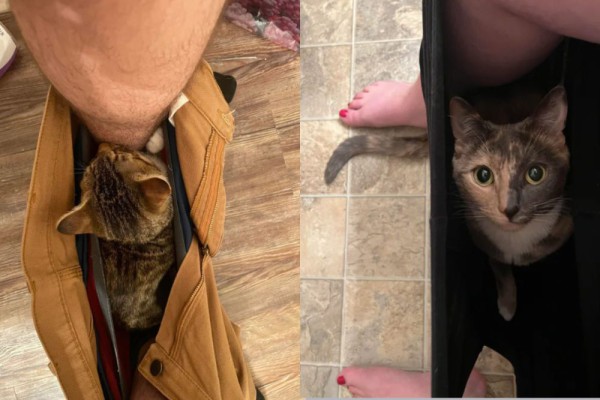 7 Foto Lucu Kucing Ikut Hooman BAB, Nangkring dalam Celana