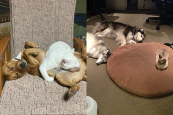 10 Drama Sengketa Anjing dan Kucing Rebutan Tempat Tidur, Kocak!