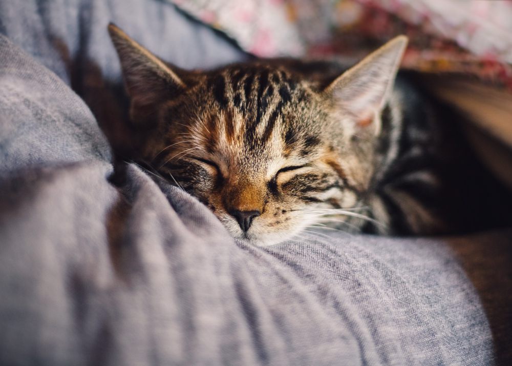 5 Aktivitas Kesukaan Kucing di Rumah, Kasih Perhatian