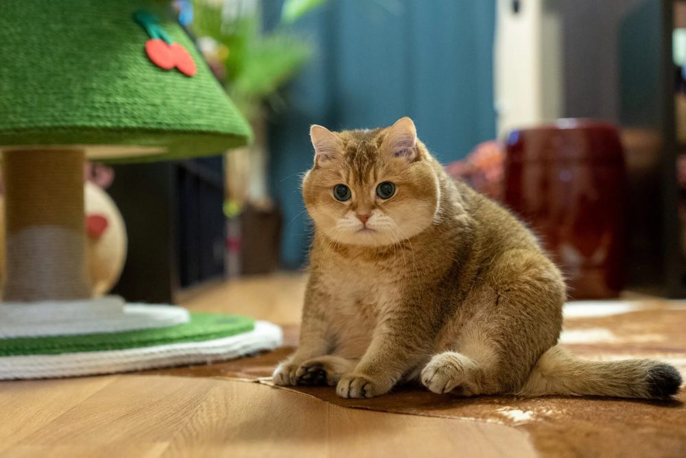 5 Instagram Kucing di Atas 1 Juta Pengikut, Menggemaskan!