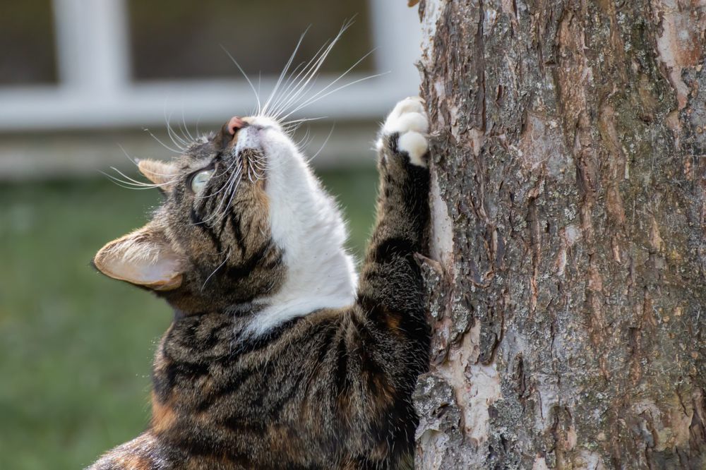 5 Aktivitas Kesukaan Kucing di Rumah, Kasih Perhatian