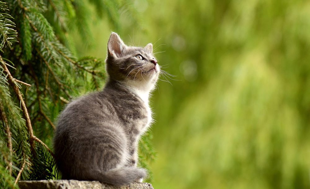 4 Penyebab Kucing Tidak Bersuara dan Cara Penanganan