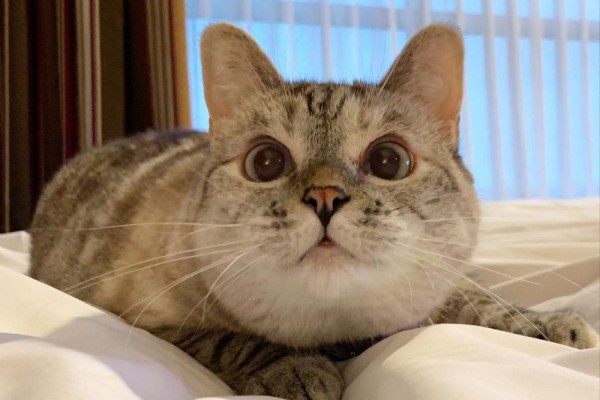 5 Instagram Kucing di Atas 1 Juta Pengikut, Menggemaskan!