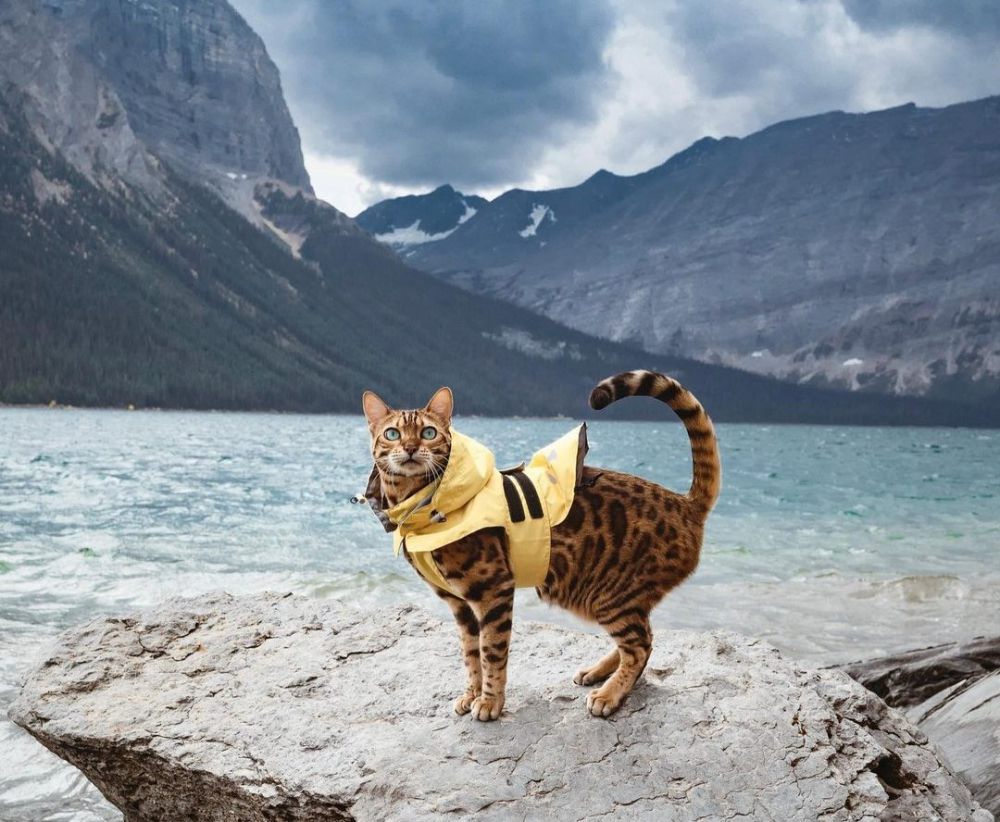 5 Instagram Kucing di Atas 1 Juta Pengikut, Menggemaskan!
