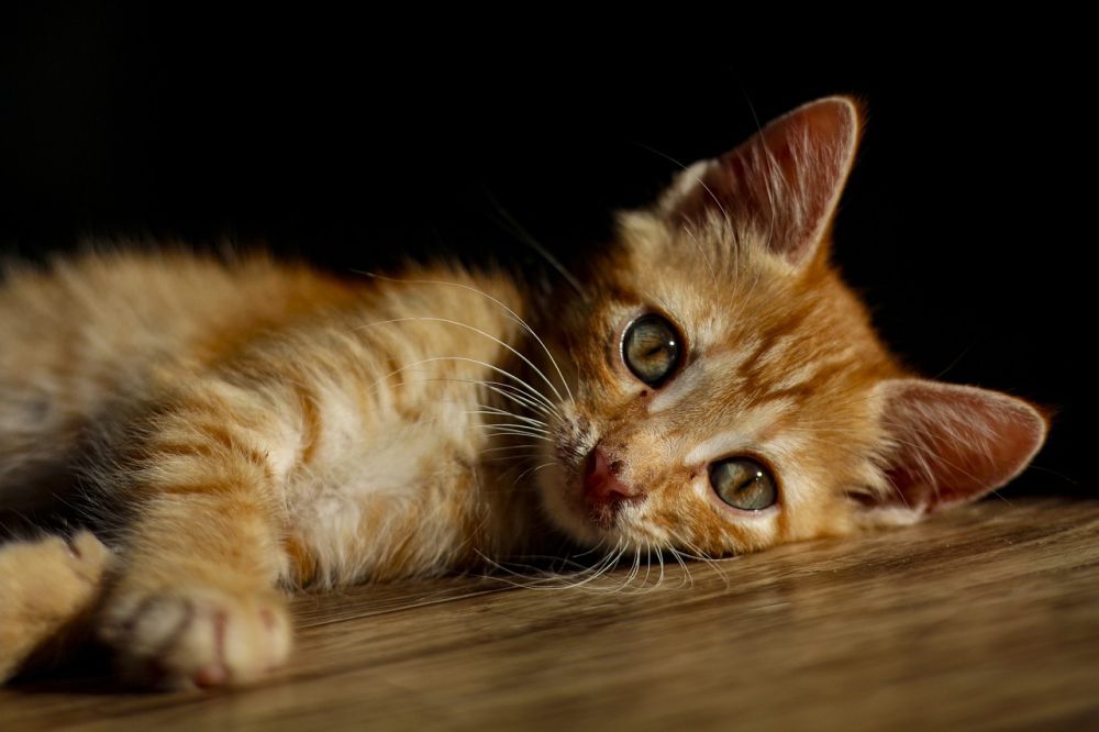 4 Penyebab Kucing Tidak Bersuara dan Cara Penanganan