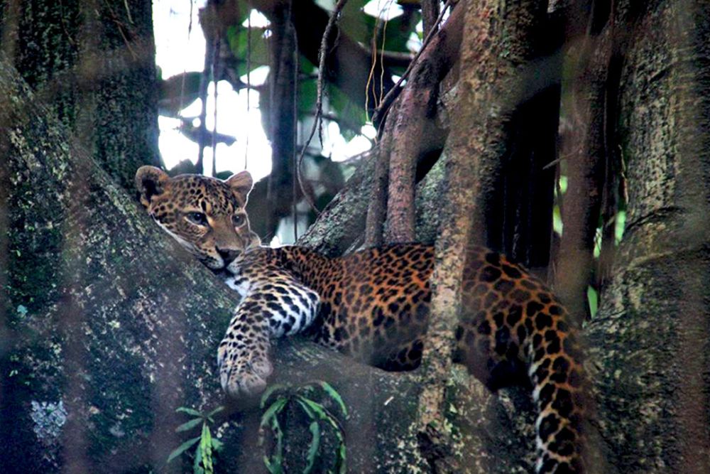 6 Hewan yang Jadi Fauna Identitas Provinsi di Pulau Jawa, Sudah Tahu?